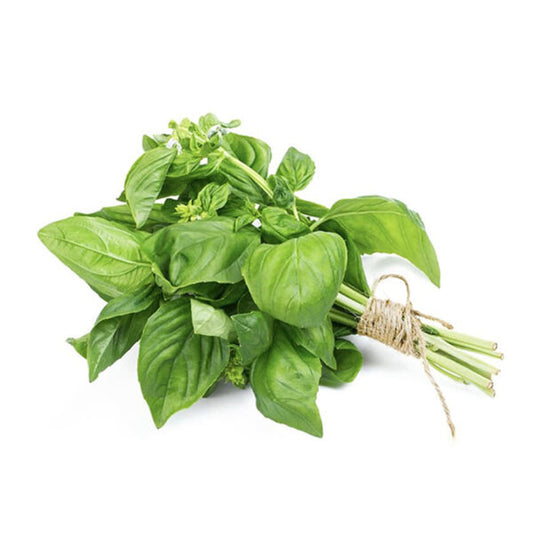 Basil - Large Bunch