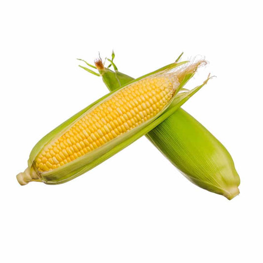 Corn - Sweet - Export Quality